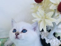 British shorthair ve longhair yavrular sahiplendirilecektir