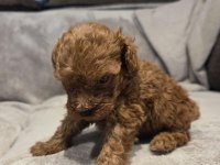 Mini toy poodle