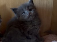 SAF KAN, LO ŞECERELİ DEV BOY KEDİLER 6 YILLIK TECRÜBE