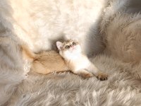 British shorthair Golden ny11 erkek