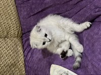 4 aylık dişi scottish fold