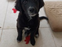 yavru köpeğimiz