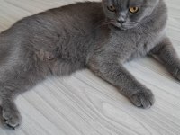 British shorthair 1,5 yaşında