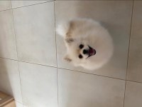 Pomeranian Boo Ayıcık Surat 8 Aylık Erkek