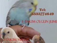 Acil Bakamıyorum İşsizim İyi Bakacak Fiyatı Uygun Kuşumuz