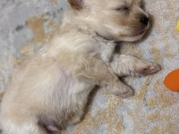 Maltipoo yavrusu