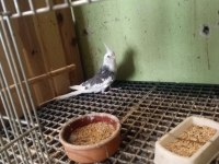Yetişkin erkek heavy sultan papağanı