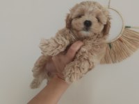 Kaliteli Maltipoo yavrular