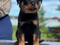 Rottweiler yavrularımız