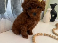 Toypoodle Yavrularımız