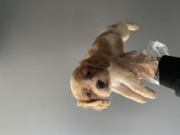 2 aylık cavalier king charles erkek yavru