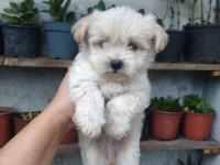 Kilo Garantili Erkek Maltipoo