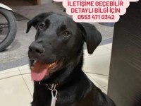 Oyuncu hareketli kalıcı yuvasını arıyoruz labrador