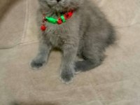 Yavru british shorthair mama tuvalet eğitimi verildi