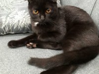 ÜCRETSİZ - Scottish Fold ve Bombay Kırması Bal Gözlü