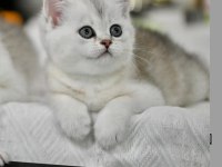 Asil renkleriyle ns24 british shorthair