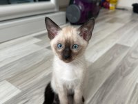 Saf ırk siyam kedisi yavrularımız