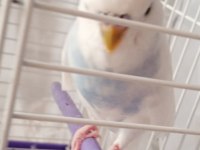 Konuşan muhabbet kuşumuz ilanda