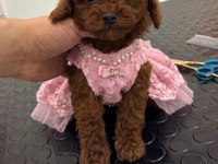 Kore Kan Irk Ve Sağlık Garantili Aşılı Dişi Yavru Poodle