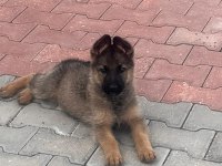 Alman kurdu yavru köpekler