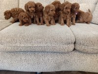Toy Poodle Yavrularımız Ömürlük Aileleri Bekliyor