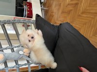 POMERANİAN AYICIK