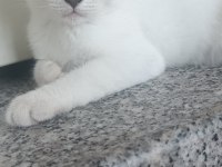 Scottish fold üç aylık