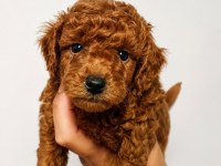 Toy Poodle Yavrularımız