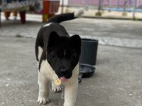 Orijinal Amerikan akita