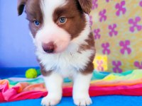 Orjinal border collie yavrularımız