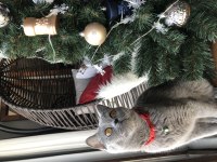 Safkan british shorthair dişi kedimize acil yuva arıyoruz