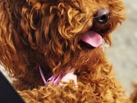 Toy poodle köpeğimiz 1 yaşında dişi