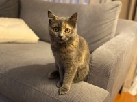 Tüyleri puf puf british shorthair kızım safiş
