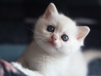 British shorthair Silver erkek