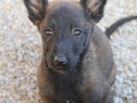 Safkan Irk Garantili Malinois Yavrular