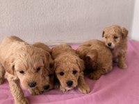 Maltipoo bebek köpeklerimiz