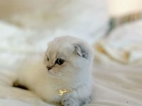 Göz Alıcı Renk Tonlarıyla Safkan Scottish Fold
