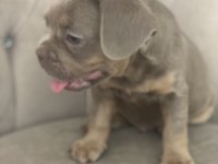 New shade isabella tan french bulldog