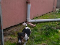Sevimli yavru köpekler