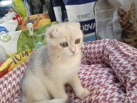 Scottish Fold Yavru