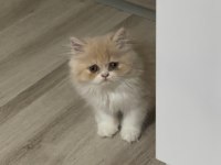 Chinchilla 2 aylık güzel yavrumuz