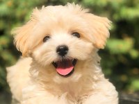 SAFKAN UYGUN MALTİPOO YAVRULAR