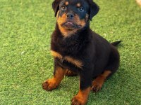 A şecereli erkek rottweiler yavrularım