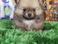 Bebek yüz pomeranian boo bebekler