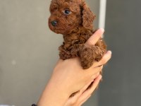 Toy poodle sağlık ve ırk garantili