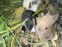 Orijinal Netherland Dwarf Cüce Tavşan