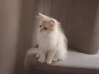 Kedimiz için açıklamayı okuyun