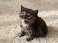 British Longhair Organik Portakal Yavrular