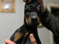 Üst düzey şecereli doberman yavruları