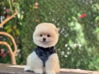 Oyuncak Surat Pomeranian Boo Bebekler